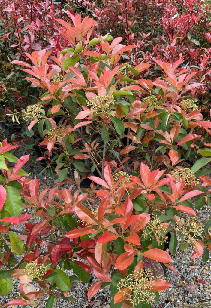 IMG_7487 plante photinia