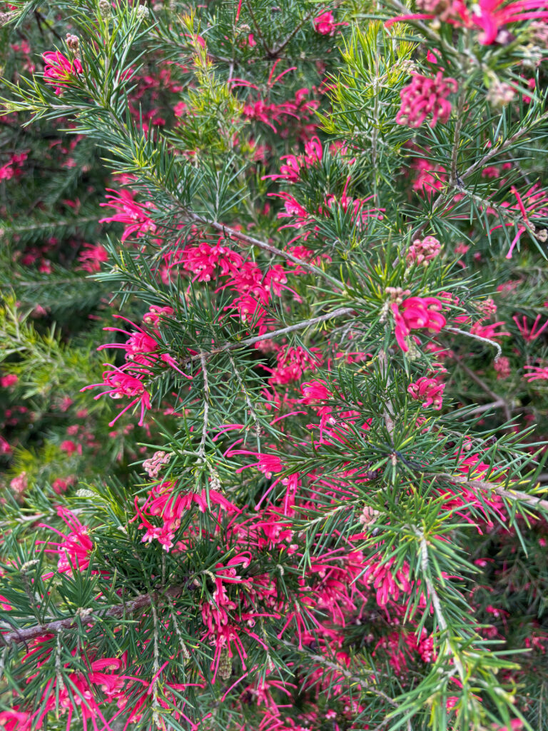 IMG_7590 grevillea en fleur