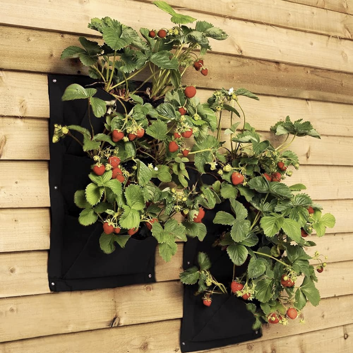 fraises dans des poches murales
