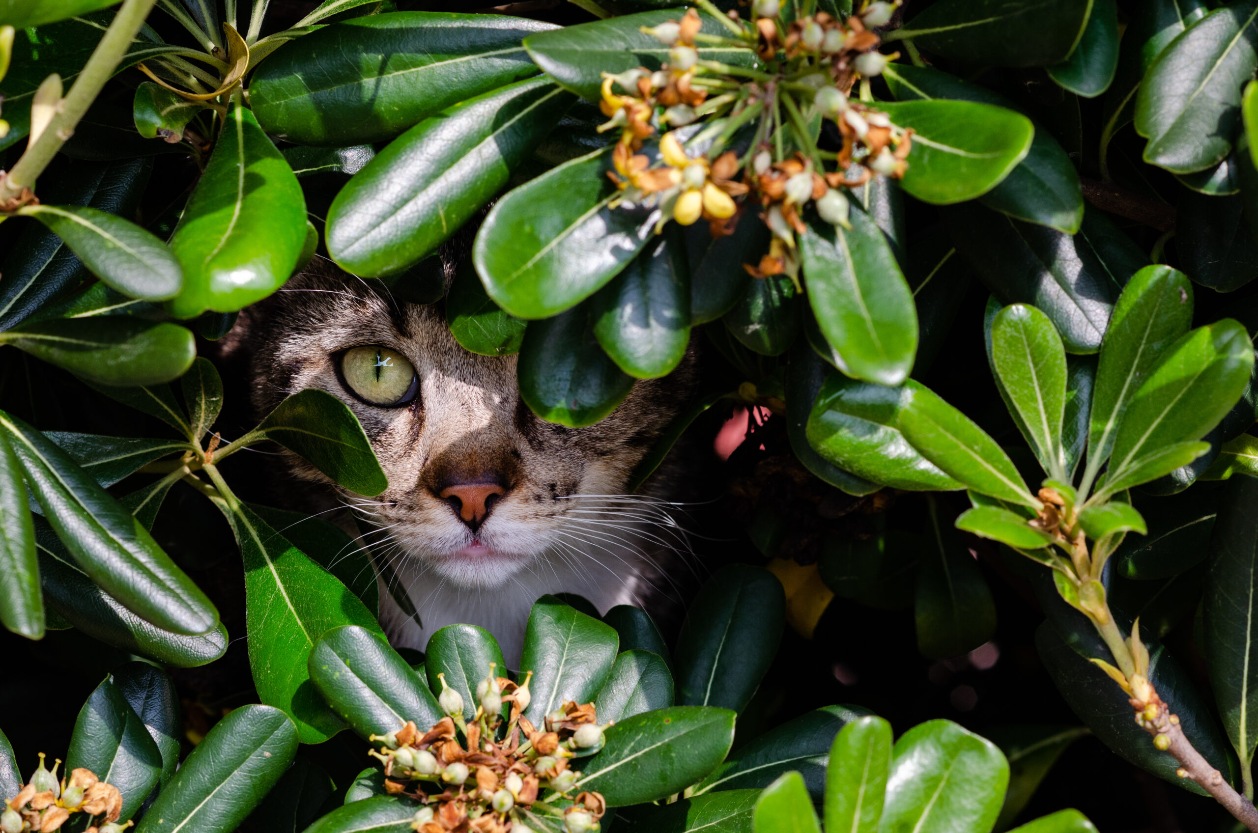 chat caché dans une plante