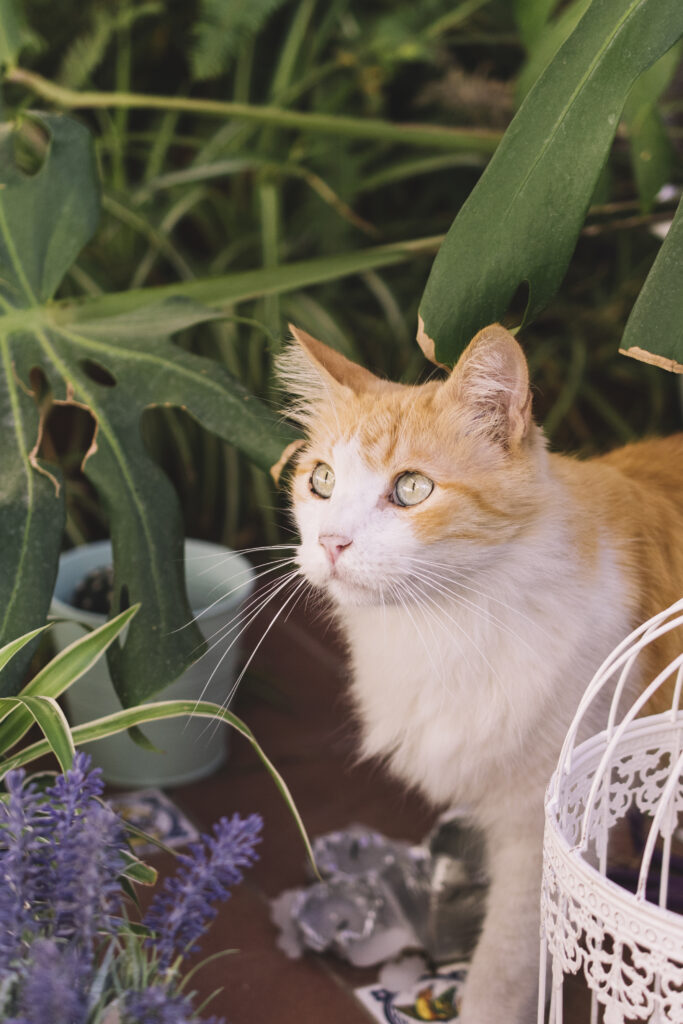 chat entouré de plantes