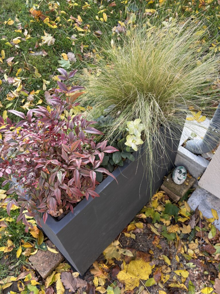 plante extérieur qui ne gèle pas